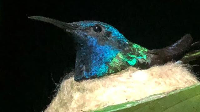 Sarapiquí: Rainforest Night Walk with Wildlife Guide - Photo 5 (Gallery view)