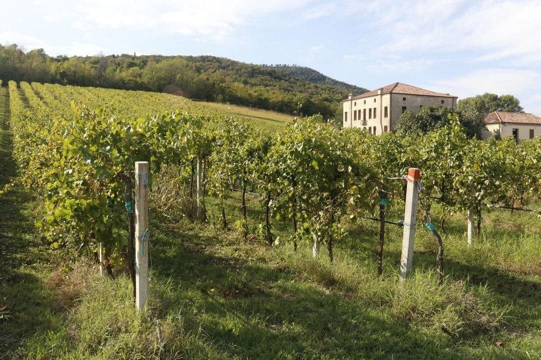 Käserei, Weingut, Liköre und Spirituosen, Schinken- und Wurstfabrik - Photo 3 (Gallery view)