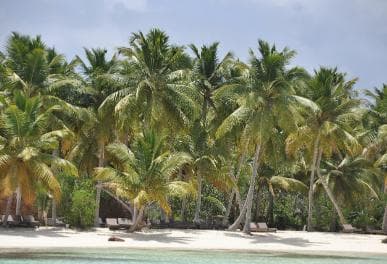 Saona Island and natural Pool Punta Cana - Photo 3 (Gallery view)