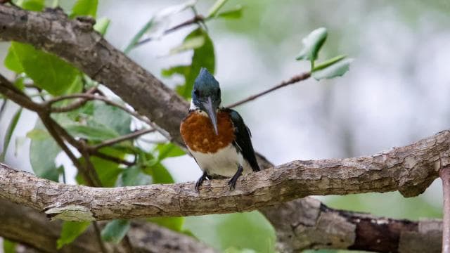 Quepos: Damas Island Authentic Local Mangrove Boat Tour - Dominican Republic