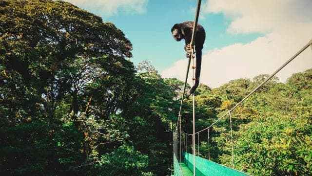 From Monteverde: Monteverde Suspension Bridge Guided Hike - Photo 3 (Gallery view)