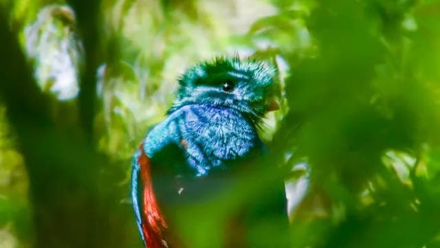 Santa Elena: Cloud Forest Reserve Guided Tour - Photo 4 (Gallery view)