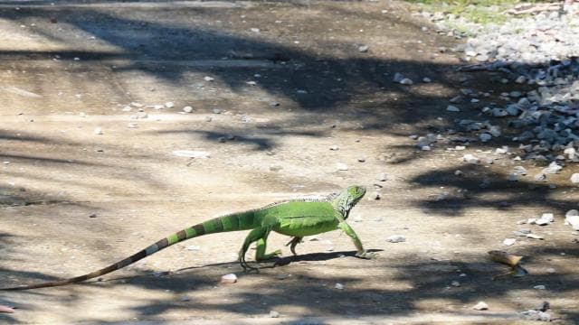 Tortuguero boat tour, Maratopia tropical garden & beach, incl. fruit - Photo 2 (Gallery view)