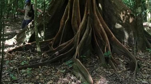 Drake Bay: Sirena-Station im Corcovado-Nationalpark und Mittagessen - Photo 4 (Gallery view)