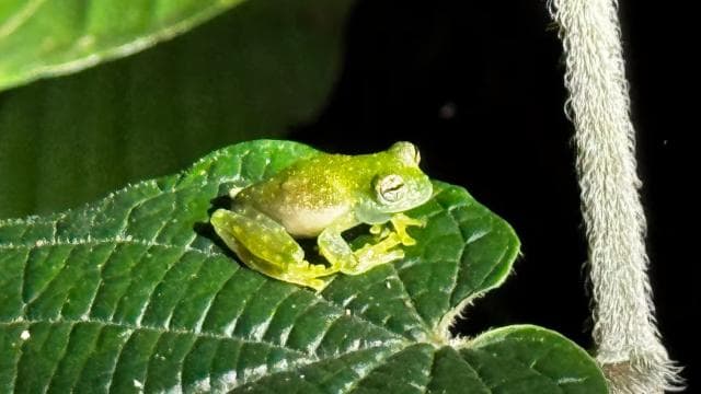 Limon: Night Walk & Rainforest Experience - Photo 3 (Gallery view)
