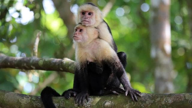Costa Rica: vezetett természettúra a Cahuita Nemzeti Parkban - Photo 5 (Gallery view)