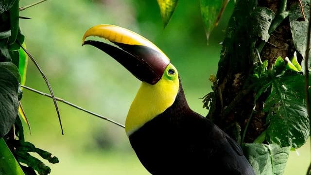 Manuel Antonio Park: Guided Tour with Ticket - Photo 5 (Gallery view)
