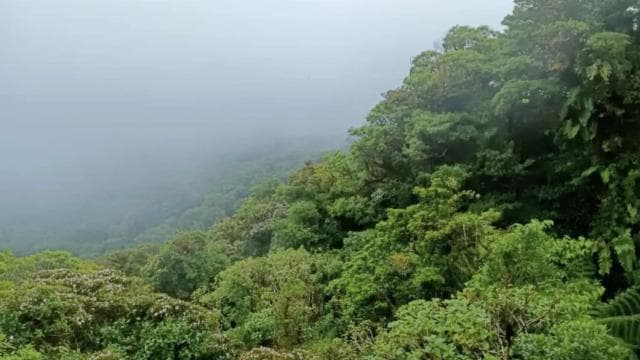 Santa Elena: Private Guided Walk in the Cloud Forest Reserve - Photo 2 (Gallery view)