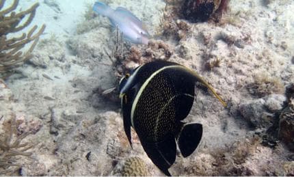 Private Catalina Island Snorkel & Beach Day from Punta Cana - Photo 4 (Gallery view)