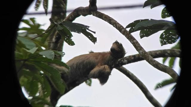 Costa Rica: Sloth Tour at Juan Castro Blanco National Park - Photo 4 (Gallery view)
