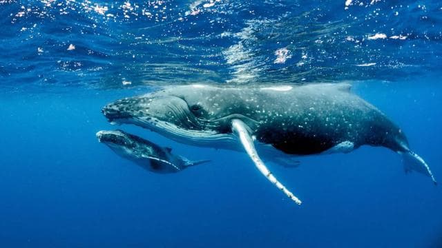 Uvita: Marino Ballena National Park Whale Watching Cruise - Photo 4 (Gallery view)