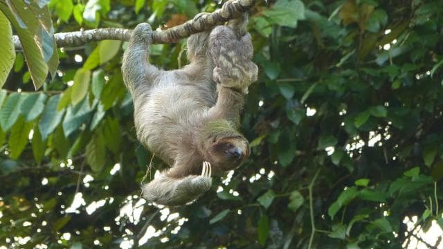 La Fortuna: Sloth Tour in the Wild - Dominican Republic