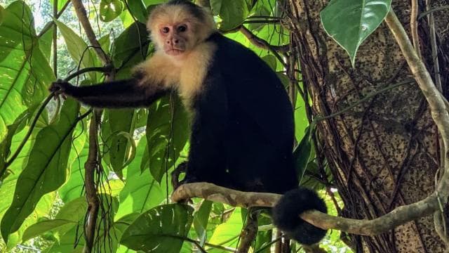 San Jose Costa Rica: Manuel Antonio National Park Tour - Photo 5 (Gallery view)