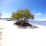 Cayo Arena: Paradise Island and Mangroves Tour - Photo 2 (Gallery view)