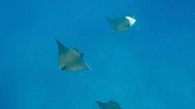 Réserve biologique de l'île Caño - Snorkeling ou plongée sous-marine - Photo 4 (Gallery view)