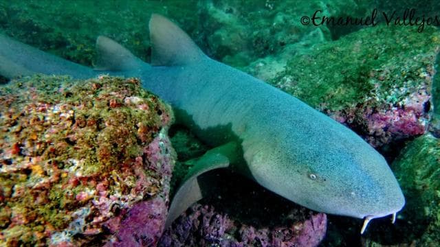 Guanacaste: Discover Scuba Dive Day in Papagayo Gulf - Photo 3 (Gallery view)