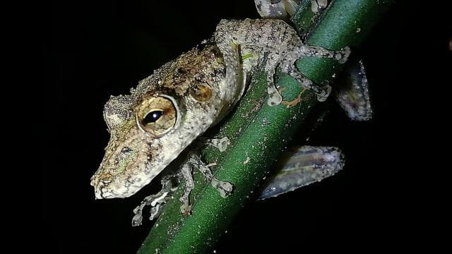 Monteverde Hanging Bridges and Night Walk Tour - Dominican Republic