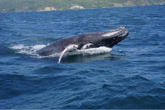 Whale Watching + Cayo Levantado from Sabana de la Mar - Photo 4 (Gallery view)