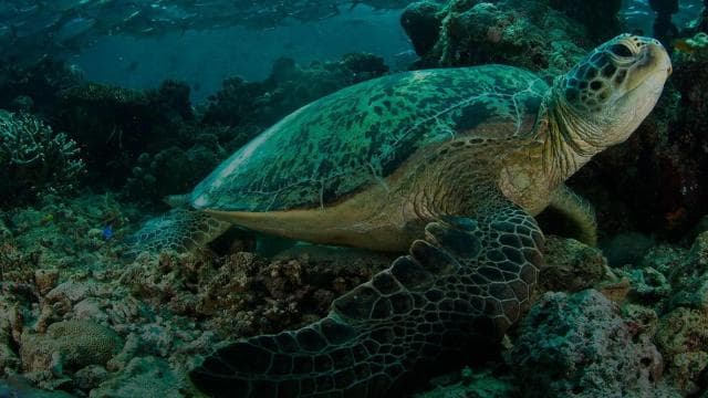 Uvita: Snorkeling at Caño Island - Unforgettable Experience - Photo 5 (Gallery view)