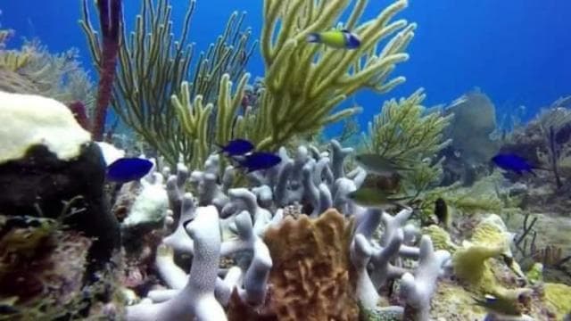 Catalina Island: Day Trip - Best Snorkeling! - Photo 5 (Gallery view)