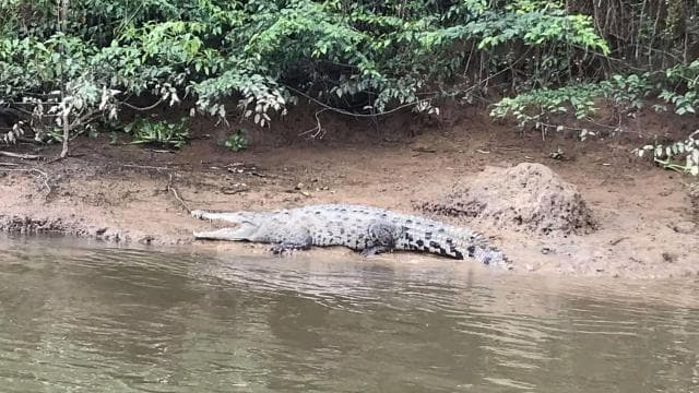 Costa Rica Mangroven-Tour: Terraba National Wetlands – Uvita - Photo 4 (Gallery view)