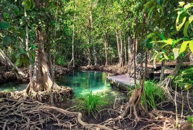 Adventure from Samaná: Los Haitises, Caño Hondo, and Yanigua - Dominican Republic