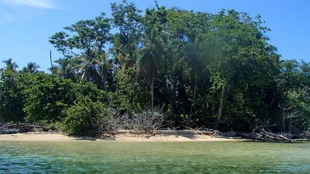From Manzanillo: Cahuita Snorkel and Rainforest Hike - Photo 3 (Gallery view)