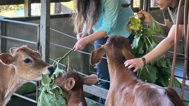 Monteverde: Finca El Paraiso Cheese Farm Tour - Photo 4 (Gallery view)