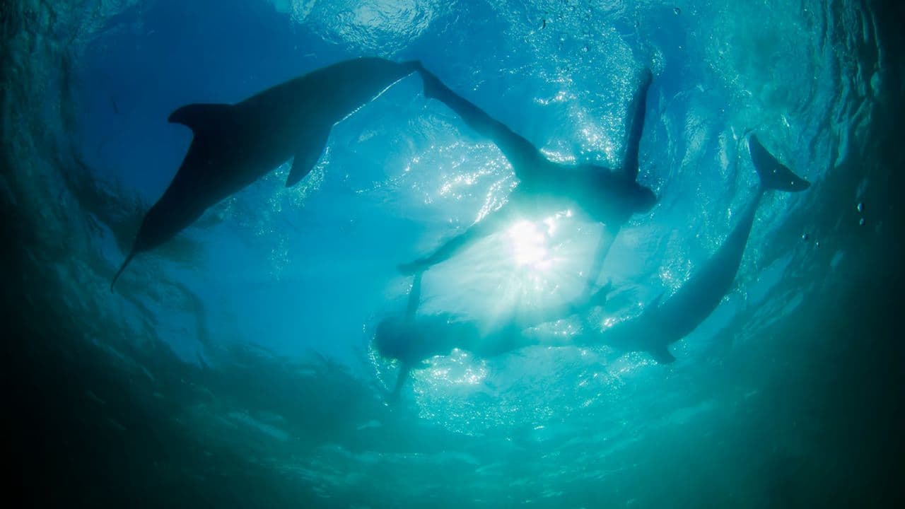 Swim with Dolphins in Punta Cana - Dominican Republic