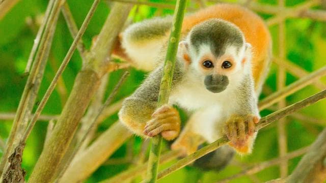 Uvita: Terraba Sierpe Wildlife Mangrove Kayak Tour CostaRica - Photo 5 (Gallery view)