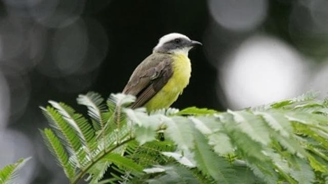 Тур спостереження за птахами в Rainforest Adventures Braulio Carrillo - Photo 4 (Gallery view)