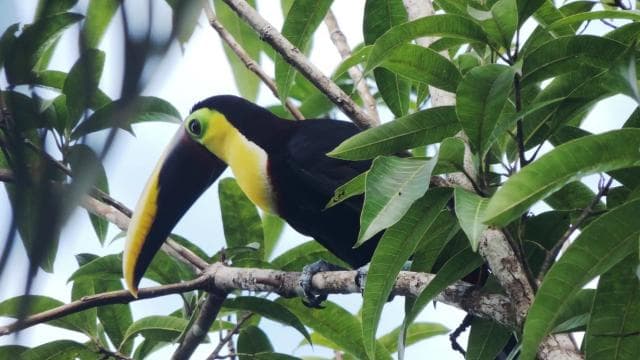 Manuel Antonio National Park Combo Tour from San Jose - Photo 5 (Gallery view)