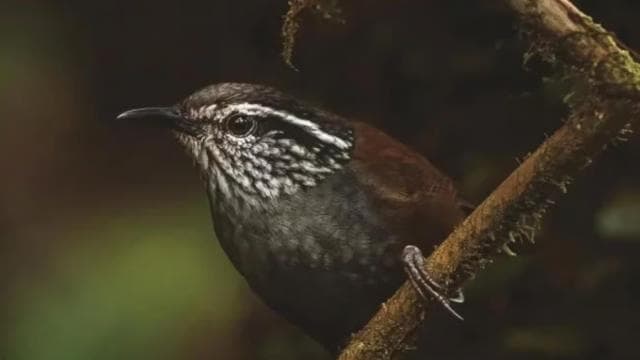 Monteverde: Cloud Forest Reserve Guided Hike - Photo 4 (Gallery view)