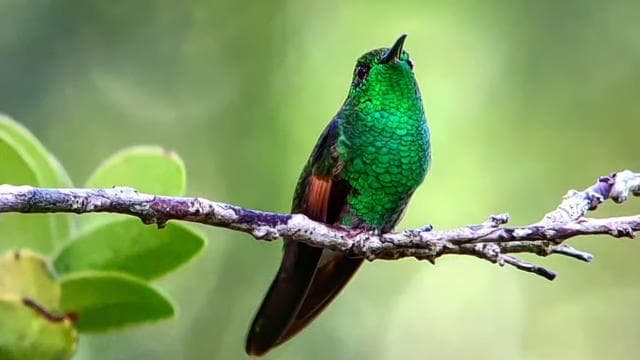 Curicancha Reserve Birdwatching Tour - Photo 4 (Gallery view)
