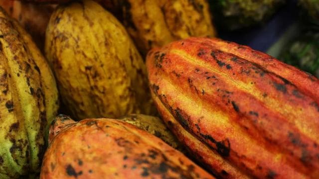 San Carlos: The Art of Chocolate Making Tour at Don Olivo - Photo 3 (Gallery view)