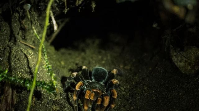Monteverde: Prywatna nocna wycieczka ze spotkaniami z dziką przyrodą - Photo 5 (Gallery view)