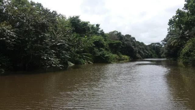 Sierpe: Jungle Wild Cruiser and Mangrove Forest Tour - Photo 2 (Gallery view)