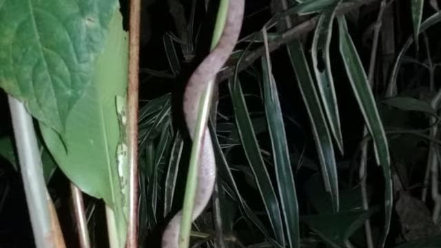 Manzanillo: Night hike in the forest - Photo 2 (Gallery view)