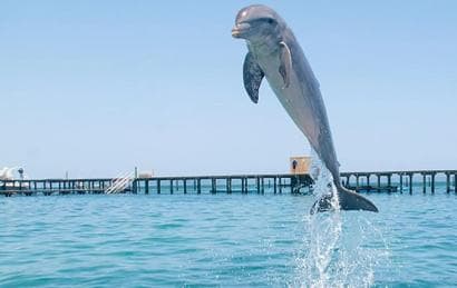 Expérience avec les dauphins à Punta Cana : 50 minutes de plaisir aquatique - Photo 3 (Gallery view)