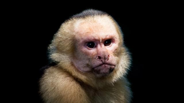 Manuel Antonio Park: Guided Tour with Ticket - Dominican Republic