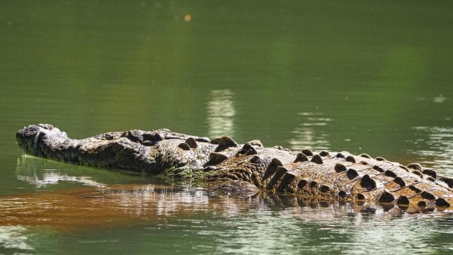 From Uvita: Day Trip to Corcovado National Park by Boat - Photo 4 (Gallery view)
