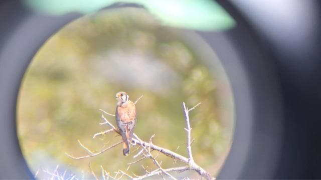 Bird Watching at Juan Castro Blanco National Park - Dominican Republic