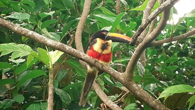 Manuel Antonio National Park, Spotting Animals and plants - Photo 5 (Gallery view)