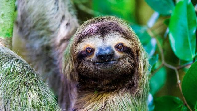 Uvita: Private Guided Tour - Sloth Watching Trail Costa Rica - Photo 5 (Gallery view)