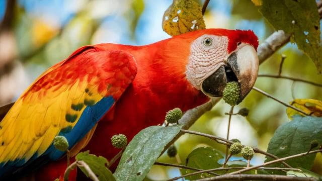Uvita: Scarlet papoušci v národním parku Marino Ballena - Dominican Republic