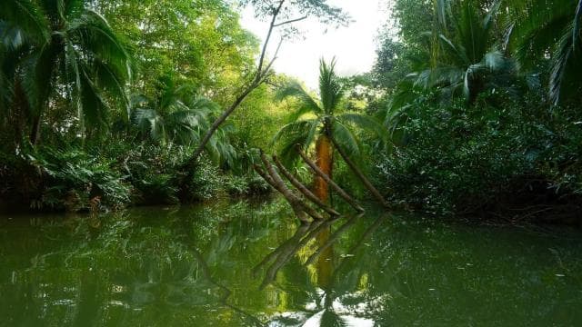 Quepos: Tur cu caiacul în mangrove, lângă Parcul Manuel Antonio - Photo 5 (Gallery view)