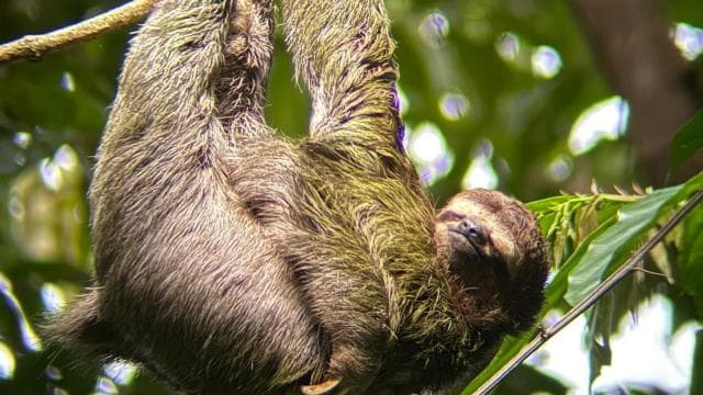 Guided tour in the jungle of Manuel Antonio National Park. - Dominican Republic
