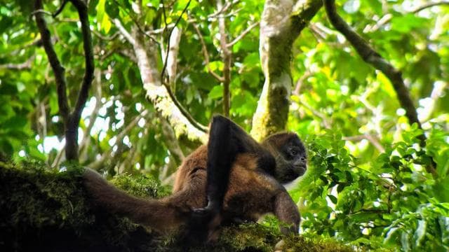 Monteverde: Exploration of the Cloud Forest - Photo 2 (Gallery view)