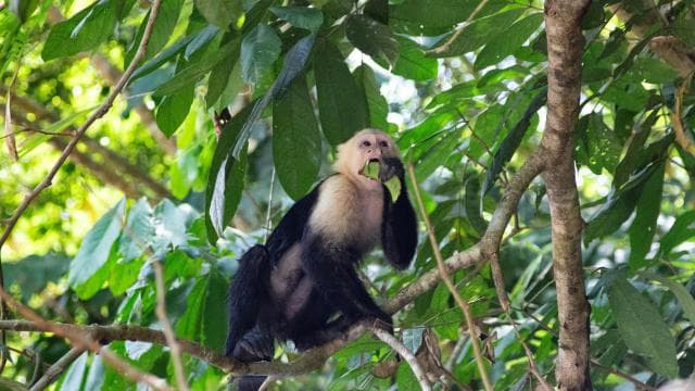 Quepos Costa Rica: Mangrove Monkey Tour - Photo 5 (Gallery view)