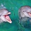 Punta Cana: Dolphin Experience in the Sea - Photo 2 (Gallery view)